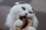 ぉ