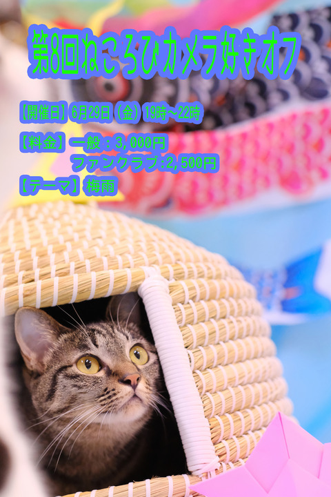 Âè8²ó¥«¥á¥é¹¥¤¥ª¥Õ
