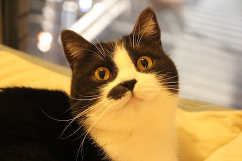 ちょび