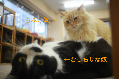 BlogPaint