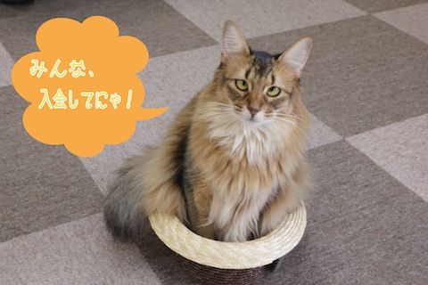_MG_9173のコピー