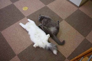 あいしゃあんこ♪