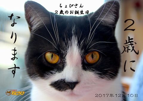 ちょびブロ
