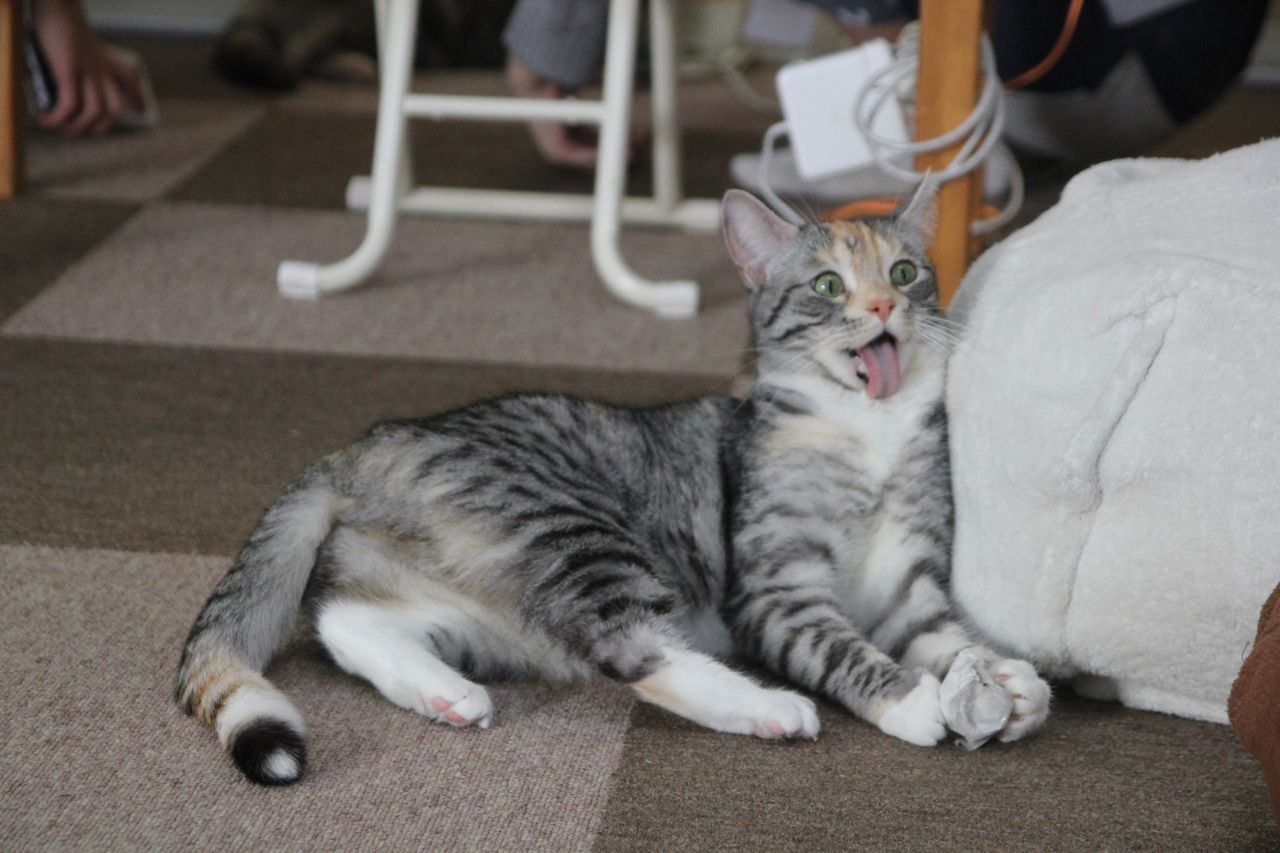 5月22日（月）はめいちゃん2歳のお誕生日です！ : Cat Cafe ねころび