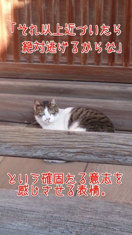 すぐにげる