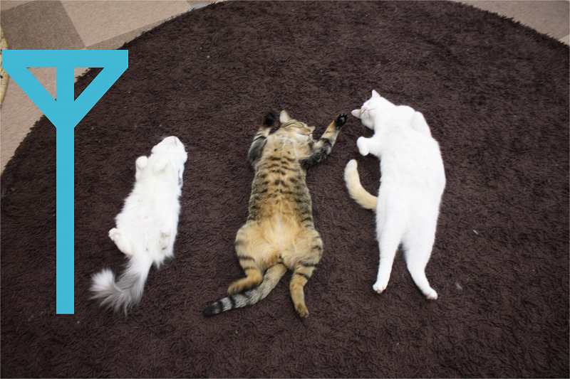 猫電波 Cat Cafe ねころび