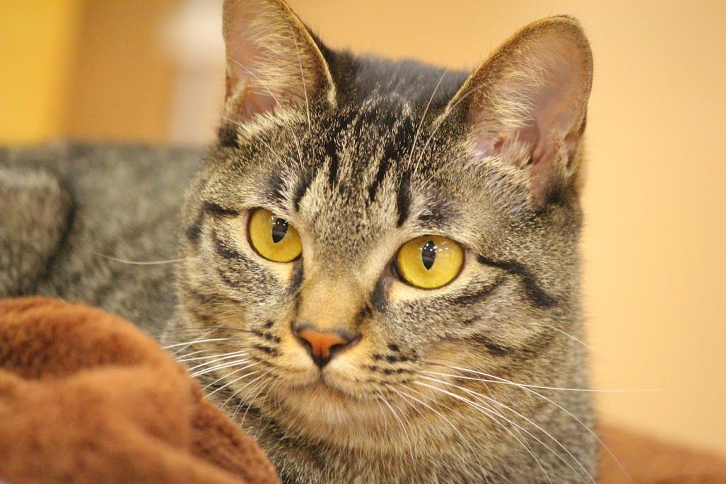 18年 ねころび総選挙 結果発表 Cat Cafe ねころび 18年 ねころび総選挙 結果発表 Cat Cafe ねころび
