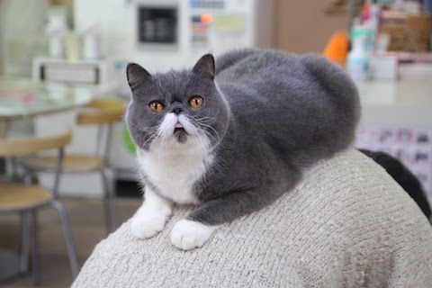きよたん