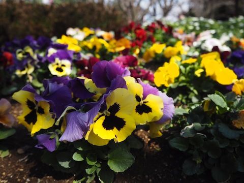 お花見2017_9089
