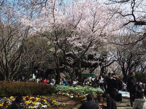 お花見2017_156