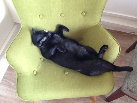 黒猫