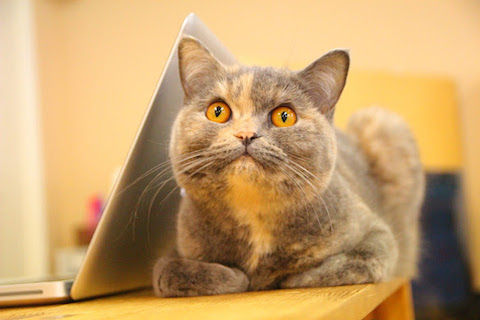 ペコ