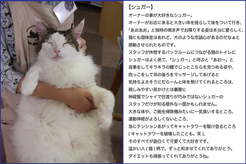 シュガー完