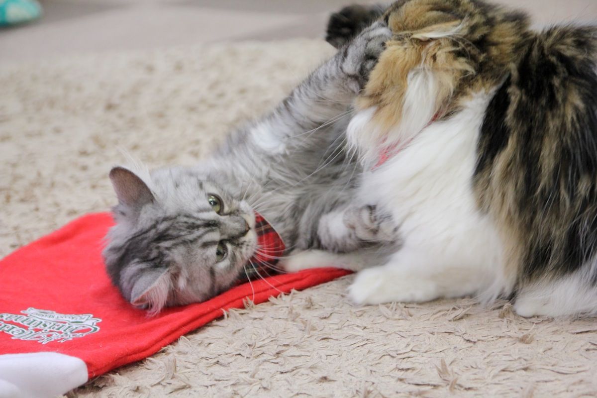 今日はサラちゃんの誕生日です そして Cat Cafe ねころび 今日はサラちゃんの誕生日です そして Cat Cafe ねころび