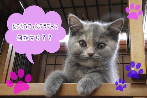 _MG_9566のコピー