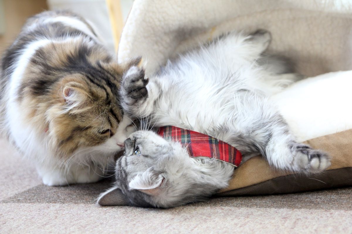 今日はサラちゃんの誕生日です そして Cat Cafe ねころび 今日はサラちゃんの誕生日です そして Cat Cafe ねころび