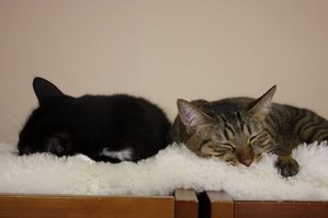 IMG_0442