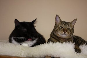 IMG_0422