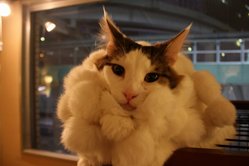 IMG_4211