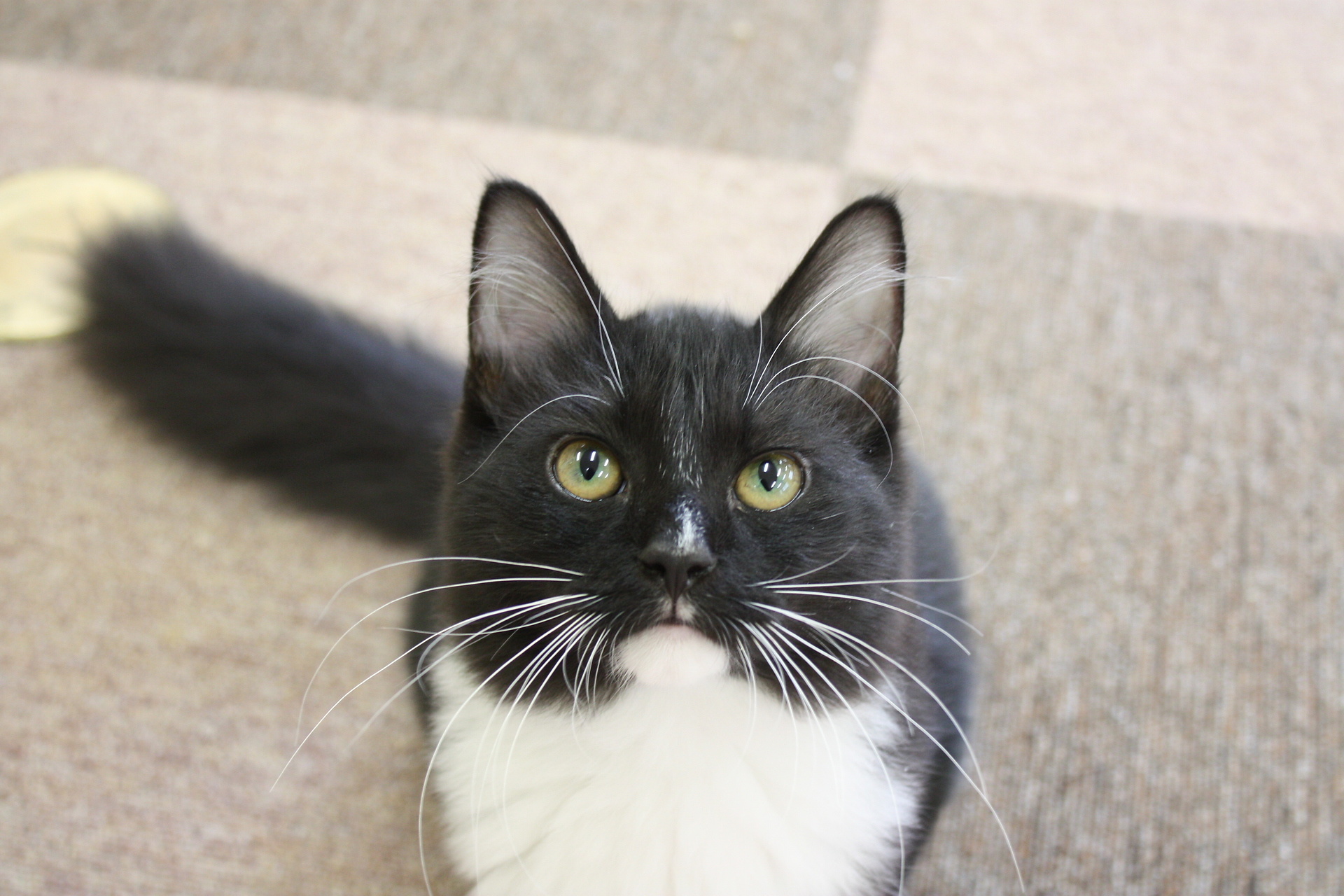 本日はフィガロの7歳のお誕生日です Cat Cafe ねころび