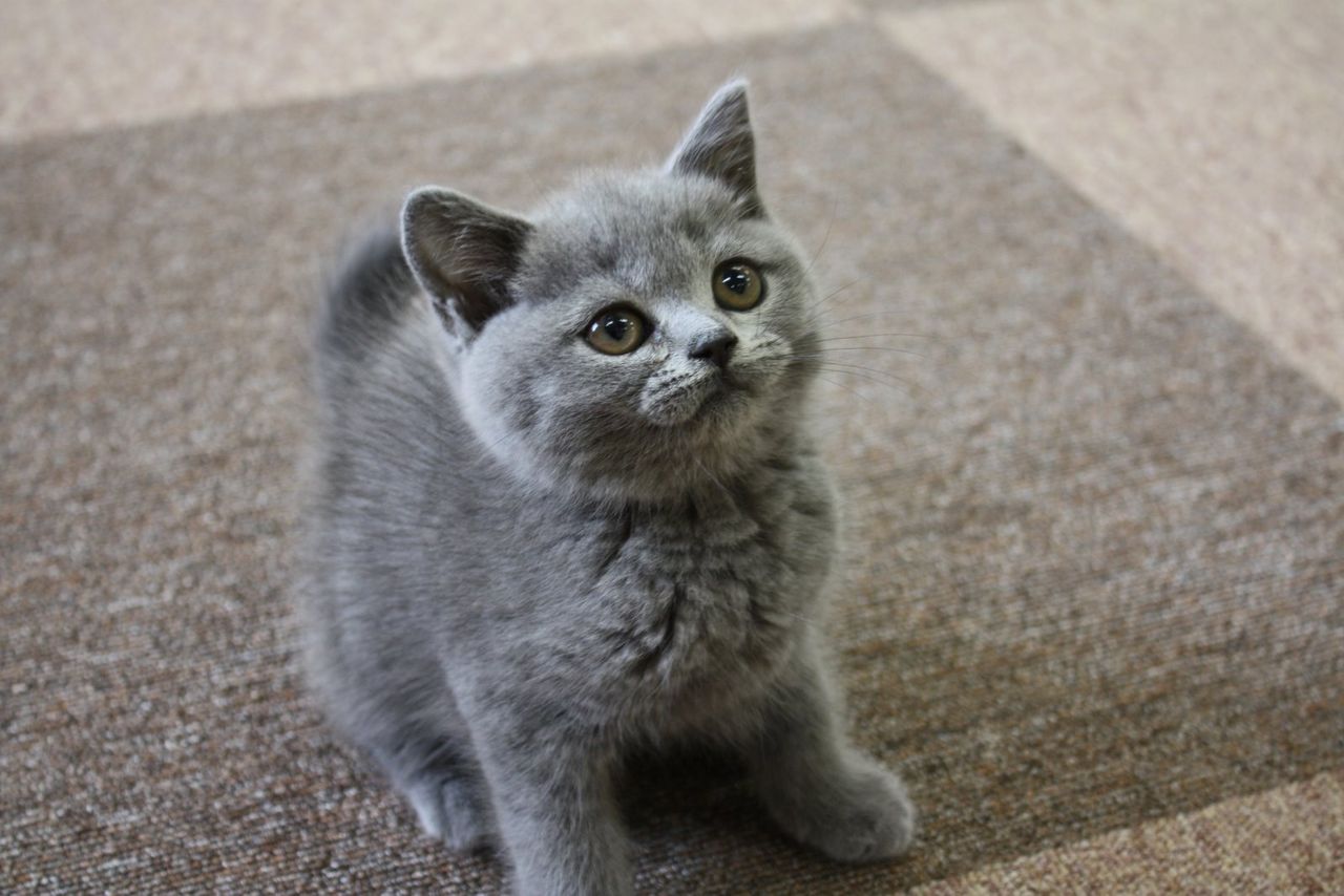 むちむちぃ ガールズ