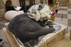 アフロ猫…?