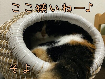 そよ14