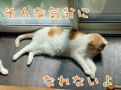 煌17