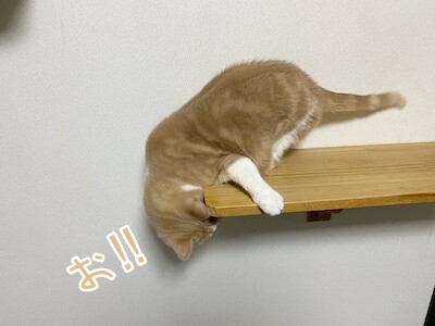 楓21