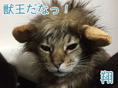 翔159