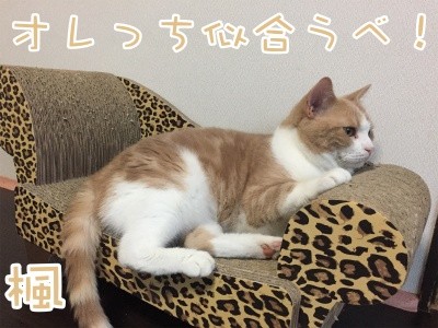 楓504