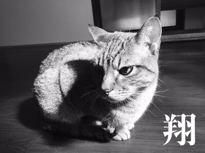 翔389