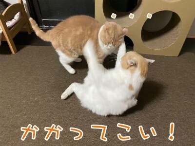 みんな2500