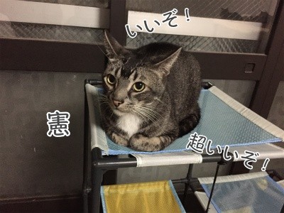憲28