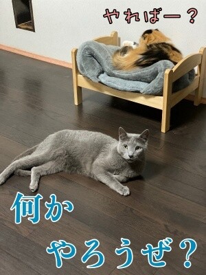 京473