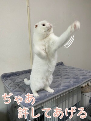 ひめ114