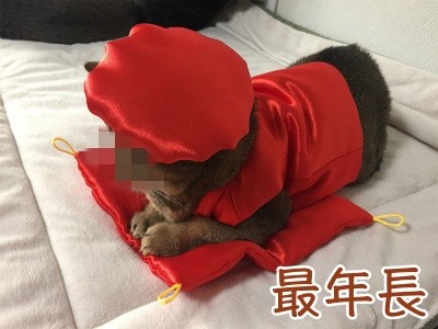 俊243