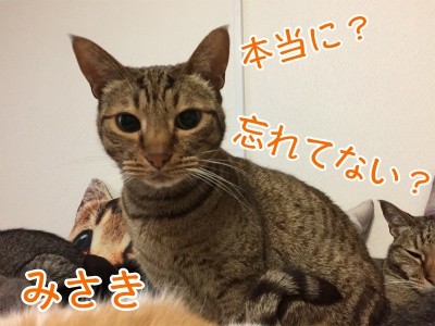 みさき91