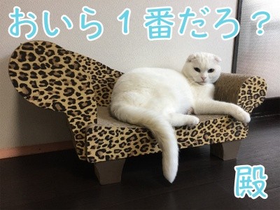 殿468