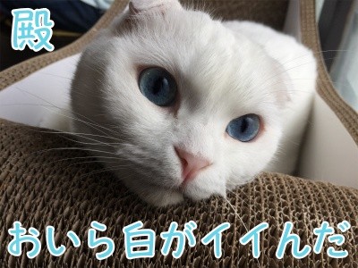殿461