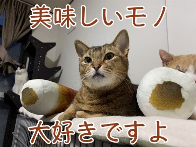 俊306