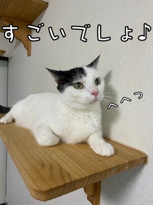 ココナッツ16