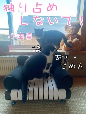 茶牛266