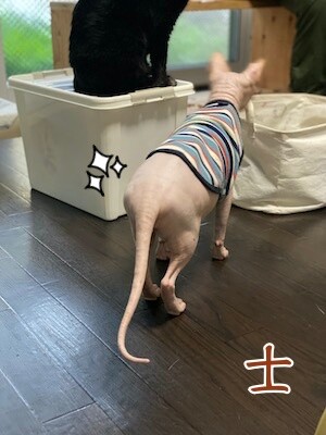 士98
