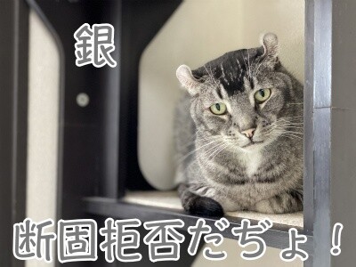 銀297