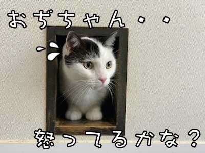 ココナッツ11