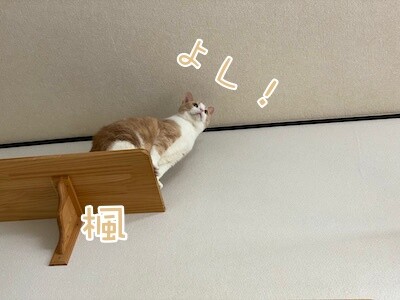 楓70