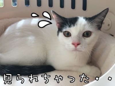 ココナッツ12
