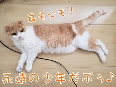凌64