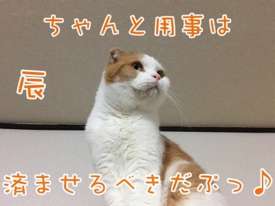 辰204